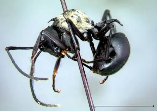 Polyrhachis horni - FOCOL0087