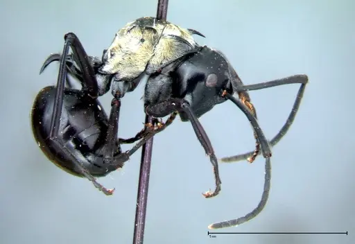 Polyrhachis horni - FOCOL0087
