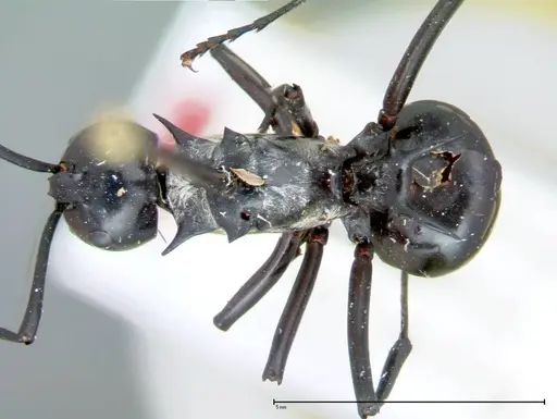 Polyrhachis horni - FOCOL0088
