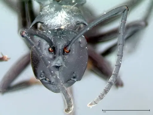 Polyrhachis horni - FOCOL0088