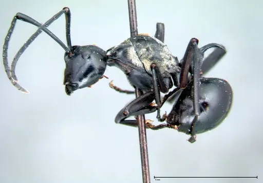Polyrhachis horni - FOCOL0088