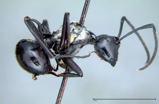 Polyrhachis horni - FOCOL0088