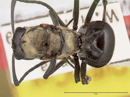 Polyrhachis horni - FOCOL0089