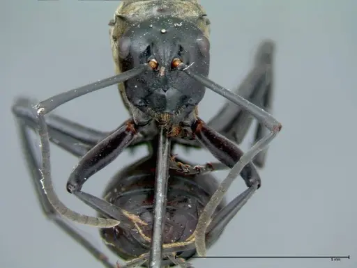 Polyrhachis horni - FOCOL0089