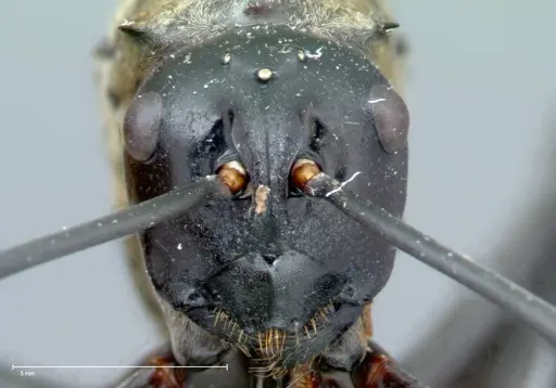 Polyrhachis horni - FOCOL0089