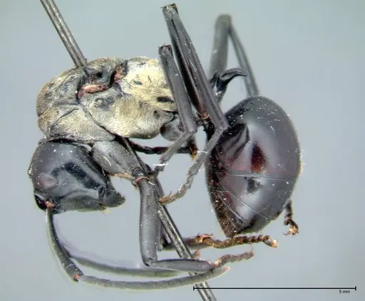 Polyrhachis horni - FOCOL0089