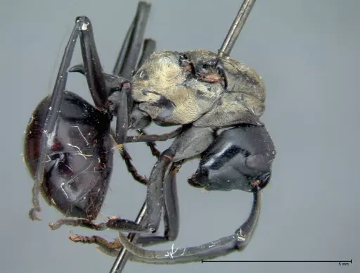 Polyrhachis horni - FOCOL0089