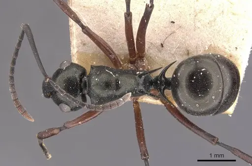 Polyrhachis hortensis specimen