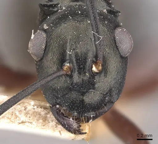 Polyrhachis hortensis specimen