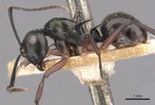 Polyrhachis hortensis specimen