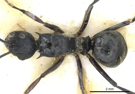 Polyrhachis hosei specimen