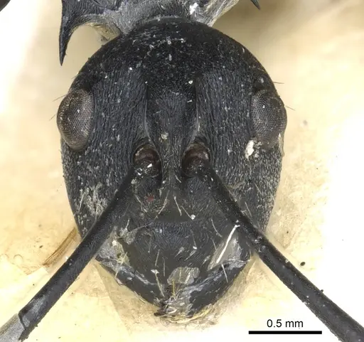 Polyrhachis hosei specimen