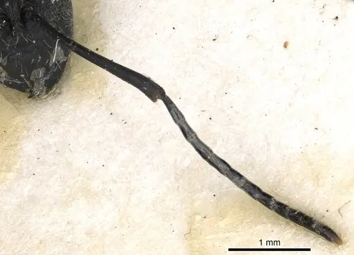 Polyrhachis hosei specimen