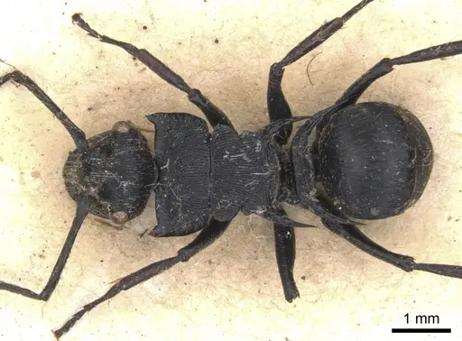 Polyrhachis hostilis specimen
