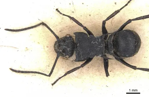 Polyrhachis hostilis specimen