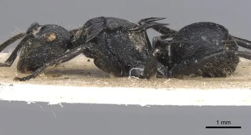 Polyrhachis hostilis - CASENT0901803