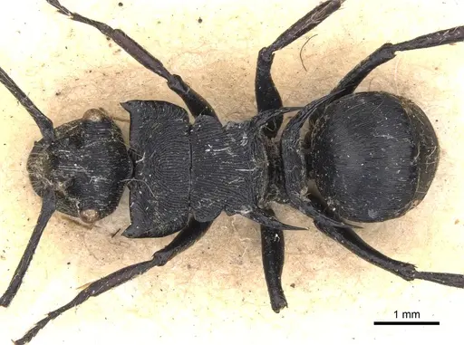 Polyrhachis hostilis - CASENT0901803