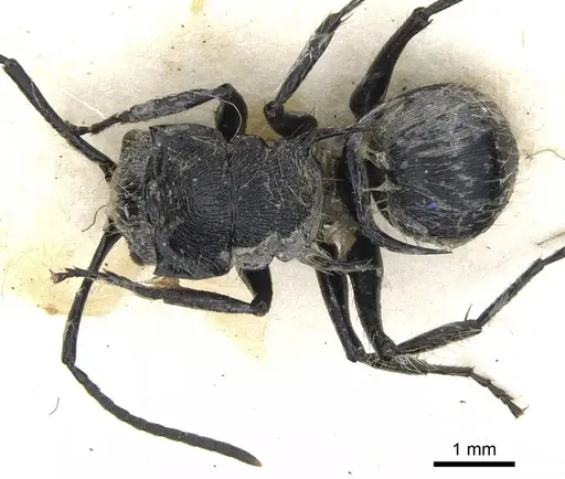 Polyrhachis hostilis - CASENT0903342