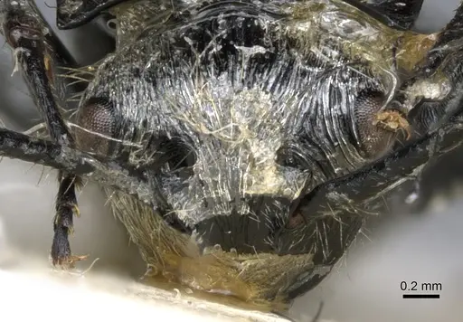 Polyrhachis hostilis - CASENT0903342