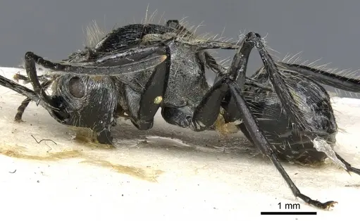 Polyrhachis hostilis - CASENT0903342