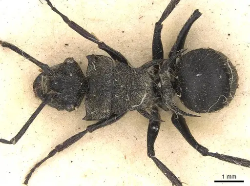 Polyrhachis hostilis - CASENT0906843