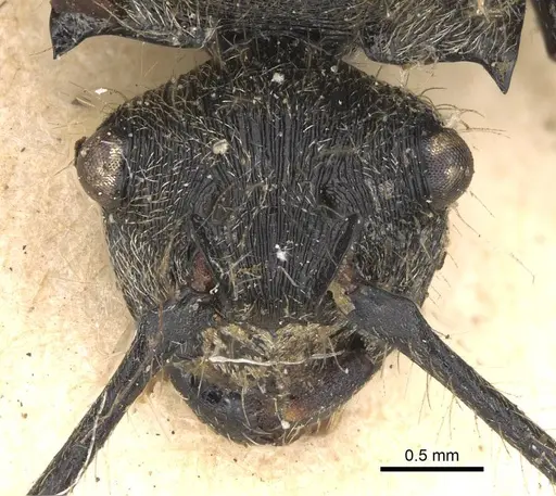 Polyrhachis hostilis - CASENT0906843