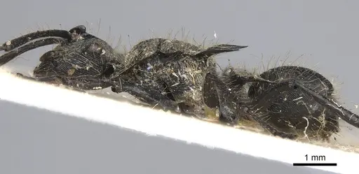 Polyrhachis hostilis - CASENT0906843