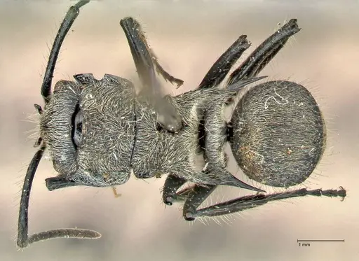 Polyrhachis hostilis - FOCOL2598