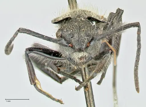 Polyrhachis hostilis - FOCOL2598