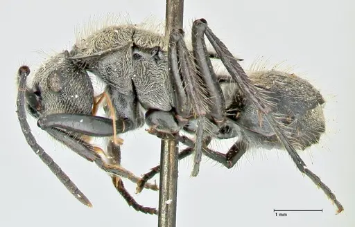 Polyrhachis hostilis - FOCOL2598