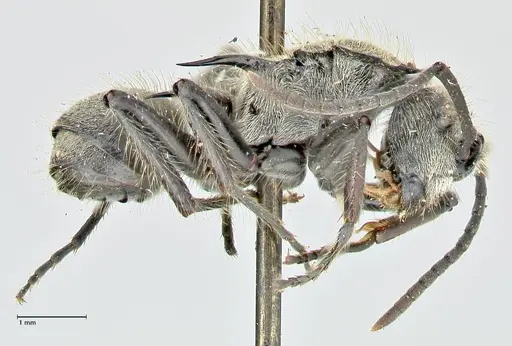 Polyrhachis hostilis - FOCOL2598