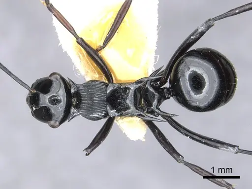 Polyrhachis hungi specimen