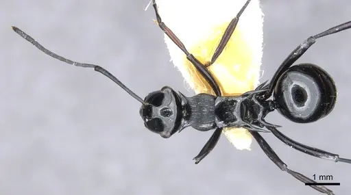 Polyrhachis hungi specimen