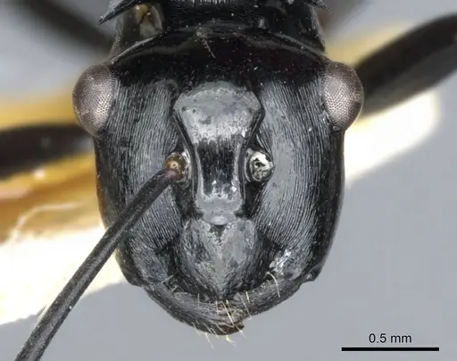 Polyrhachis hungi specimen