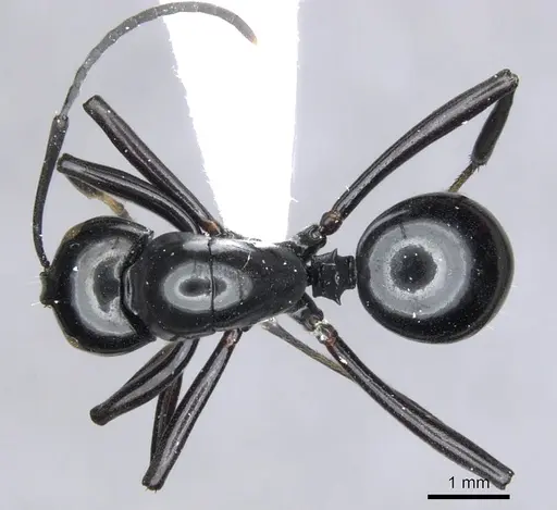 Polyrhachis hybosa specimen