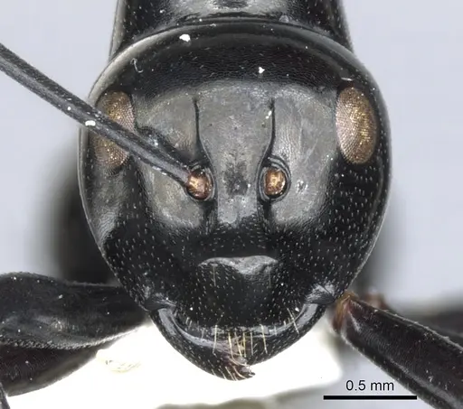 Polyrhachis hybosa specimen