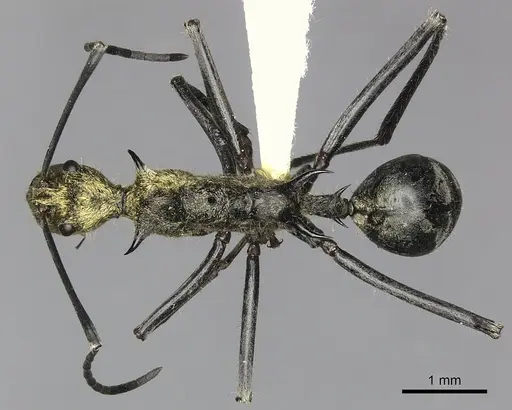 Polyrhachis ignota specimen