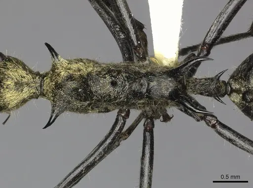 Polyrhachis ignota specimen