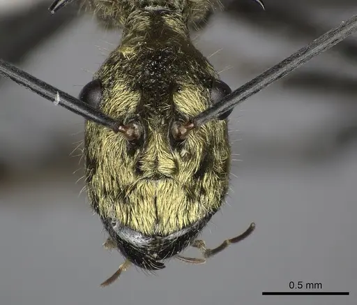 Polyrhachis ignota specimen