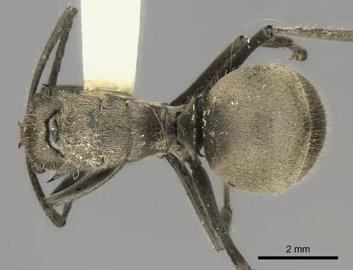 Polyrhachis illaudata specimen