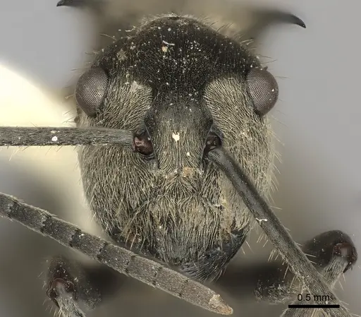 Polyrhachis illaudata specimen