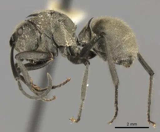 Polyrhachis illaudata specimen