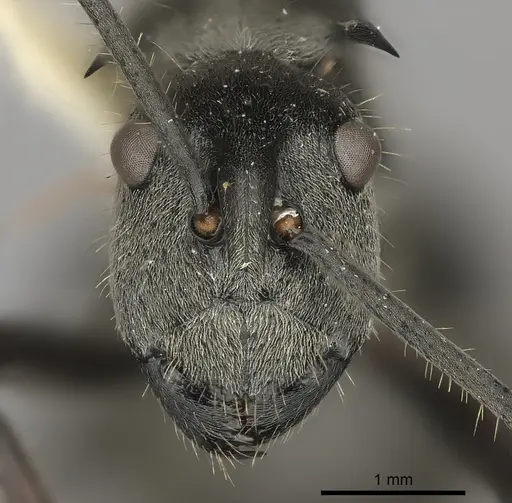 Polyrhachis illaudata - CASENT0217776