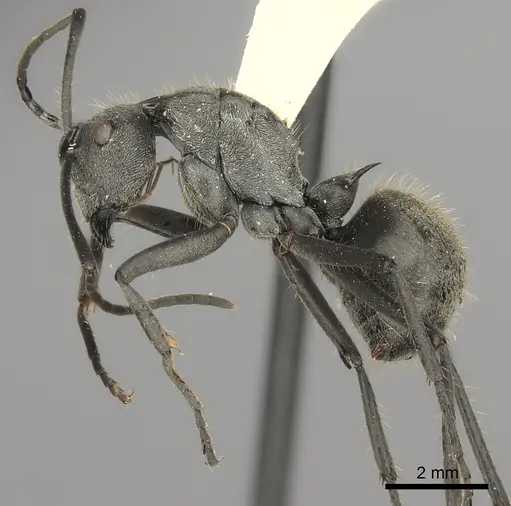 Polyrhachis illaudata - CASENT0217776