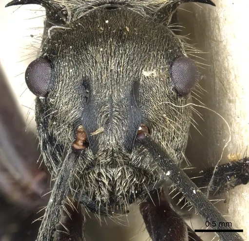 Polyrhachis illaudata - CASENT0903443