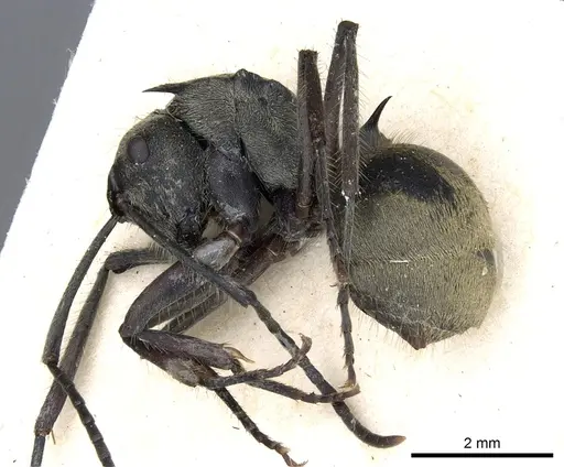 Polyrhachis illaudata - CASENT0903443