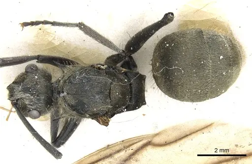 Polyrhachis illaudata - CASENT0903444