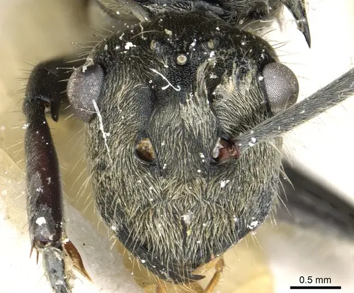 Polyrhachis illaudata - CASENT0903444