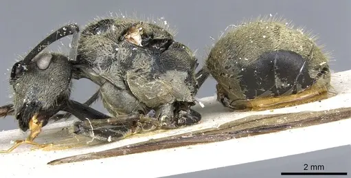 Polyrhachis illaudata - CASENT0903444