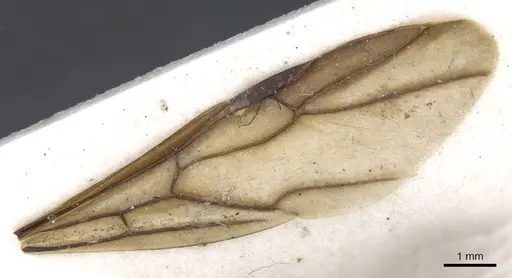 Polyrhachis illaudata - CASENT0903444